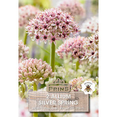 Allium 'Silver Spring' (2 bulbs) image 0