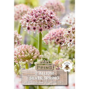 Allium 'Silver Spring' (2 bulbs) image 0