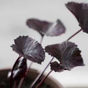 Ligularia 'Britt Marie Crawford' (3-Litre Pot) image 1