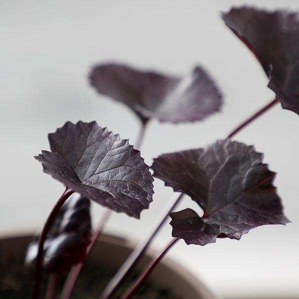 Ligularia 'Britt Marie Crawford' (3-Litre Pot) image 1