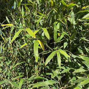 Phyllostachys aurea fishpole bamboo image 1