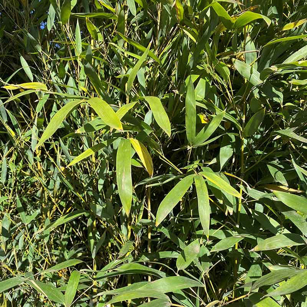 Phyllostachys aurea fishpole bamboo image 1