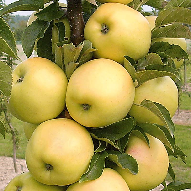 Malus ‘Princess Jane’ Dwarf Apple Tree (5.5-Litre Pot) image 0