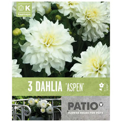 Dahlia Decorative 'Aspen' (3 tubers) image 0