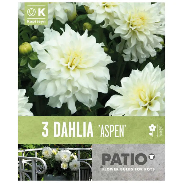 Dahlia Decorative 'Aspen' (3 tubers) image 0