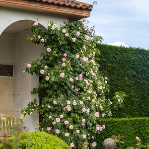 David Austin The Generous Gardener® English Climbing Rose (6-Litre Pot) image 6