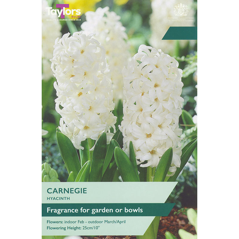 Hyacinth ‘Carnegie’ (5 Bulbs) image 0