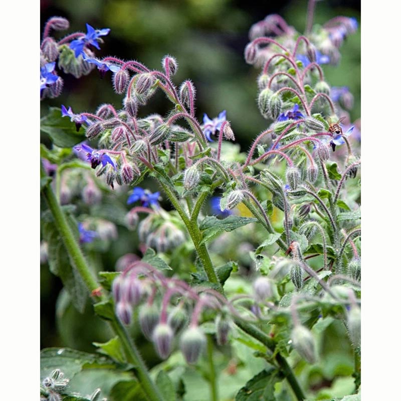 Borage Wild Flower Seeds (1 Packet) image 0