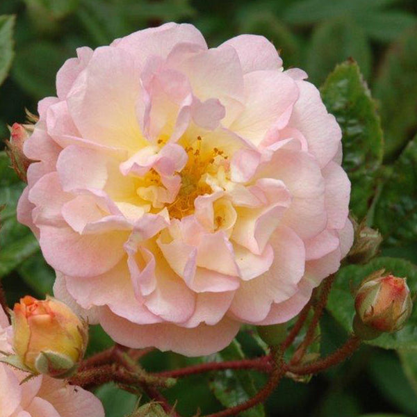 Whartons Roses 'Ghislaine de Feligonde' Rambling Rose (4-litre pot) image 2