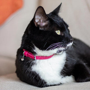 Joules Cambridge Cat Collar Twin Pack image 2