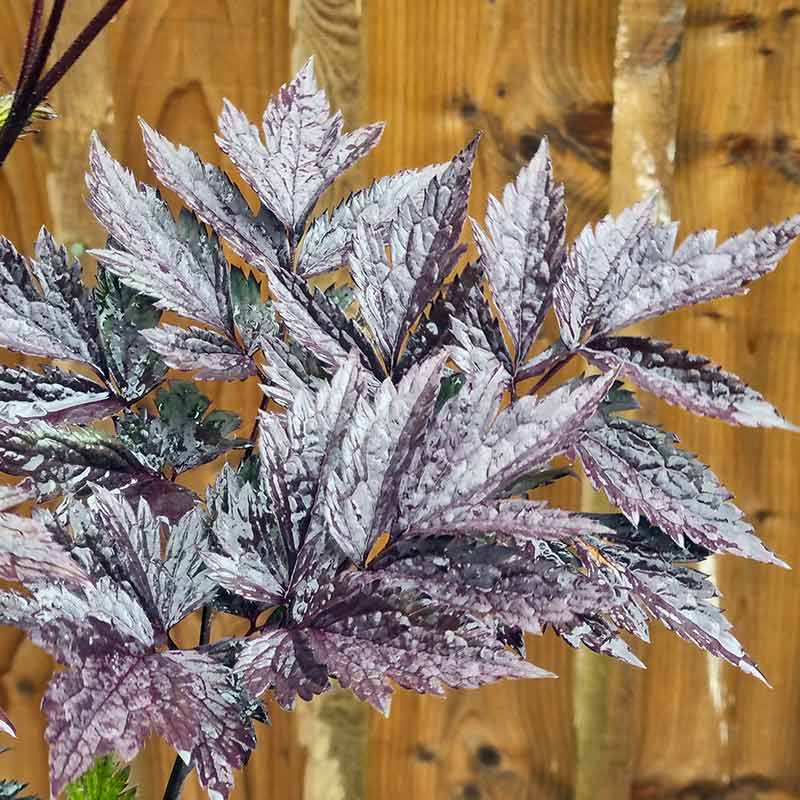 Actaea ‘Chocoholic’ (3-Litre Pot) image 0