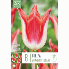 Tulip ‘Strawberry Romanoff’ (8 Bulbs) image 0