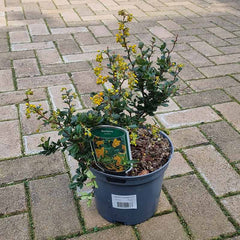 Berberis Darwinii ‘Darwin’s Barberry’ (3-Litre Pot) image 0