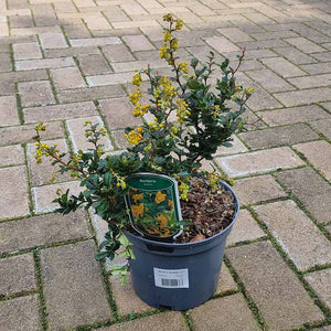 Berberis Darwinii ‘Darwin’s Barberry’ (3-Litre Pot) image 0