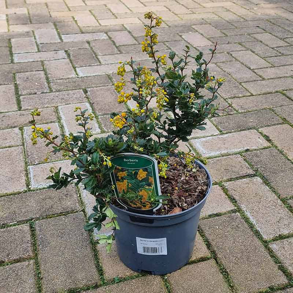 Berberis Darwinii ‘Darwin’s Barberry’ (3-Litre Pot) image 0
