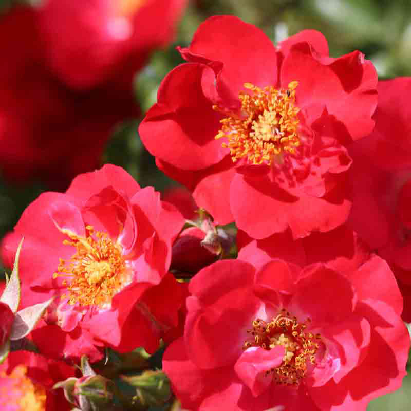 Whartons Roses ‘Flower Carpet Sunset’ Ground Cover Rose (3-Litre Pot) image 0