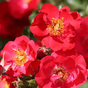 Whartons Roses ‘Flower Carpet Sunset’ Ground Cover Rose (3-Litre Pot) image 0