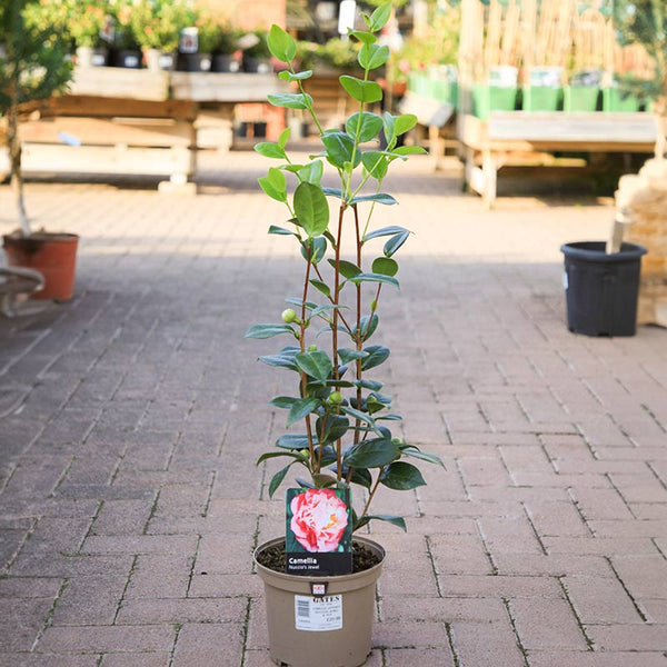 Camellia japonica 'Nuccio's Jewel' (3 litre pot) image 0