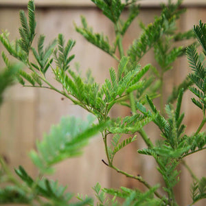 Acacia Armata Mimosa image 2