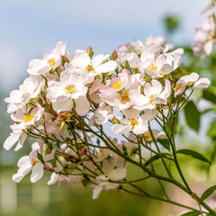 David Austin Francis E. Lester® Rambling Rose (6-Litre Pot) image 0