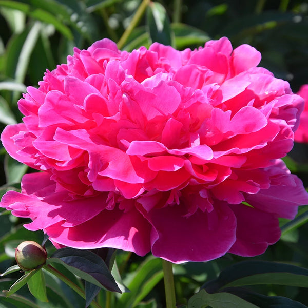 Peony 'Princess Margaret' image 0