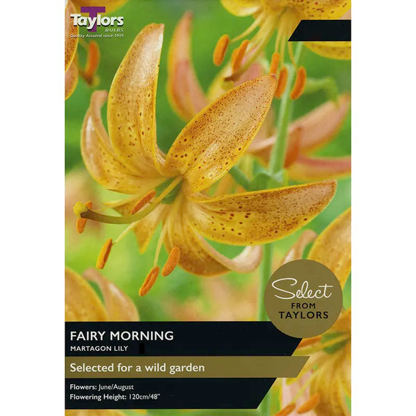 Martagon Lily 'Fairy Morning' (2 bulbs) image 0