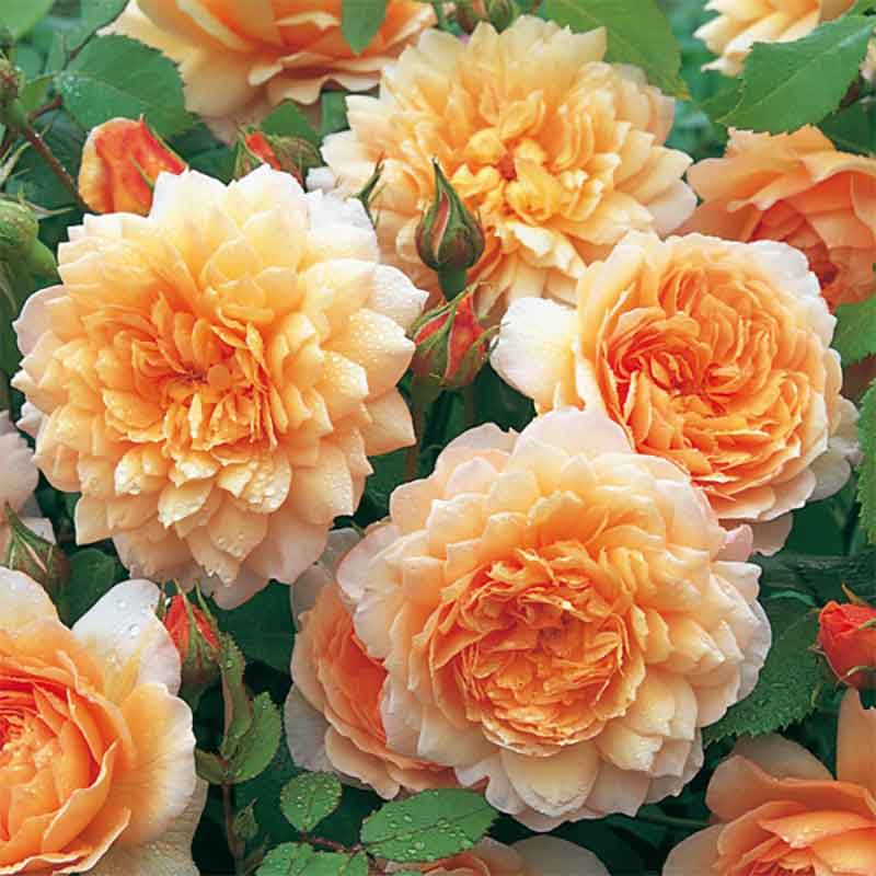 David Austin Grace® English Shrub Rose (6-Litre Pot) image 0