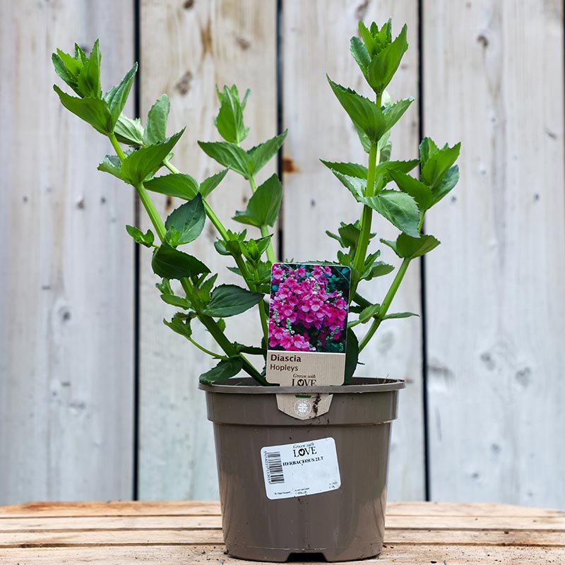 Diascia ‘Hopleys’ (2-Litre Pot) image 0