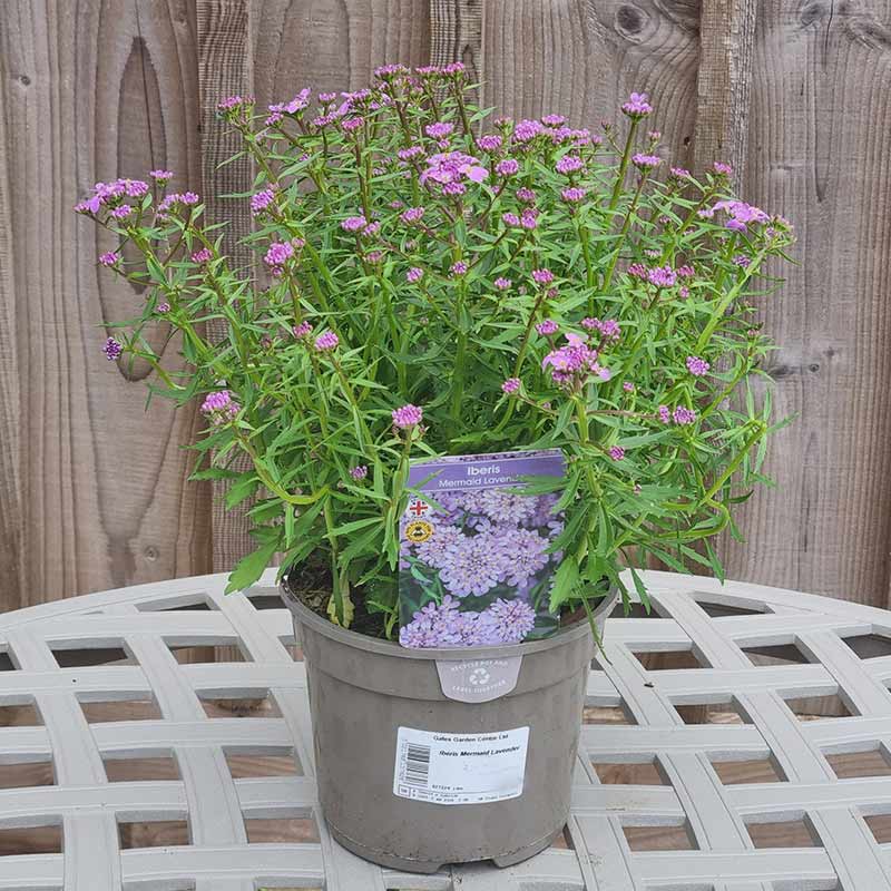 Iberis ‘Mermaid Lavender’ (2-Litre Pot) image 0