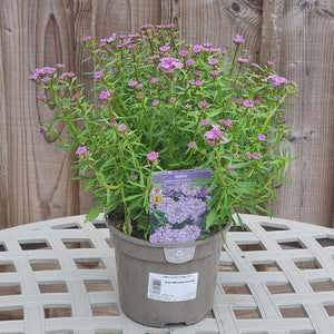 Iberis ‘Mermaid Lavender’ (2-Litre Pot) image 1