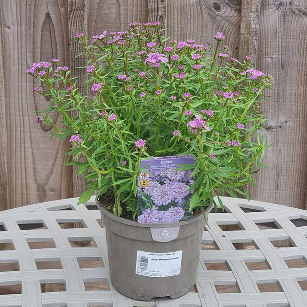 Iberis ‘Mermaid Lavender’ (2-Litre Pot) image 1