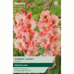 Gladioli ‘Cherry Candy’ with Pretty Pink Flowers (8 Bulbs) image 0