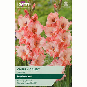 Gladioli ‘Cherry Candy’ with Pretty Pink Flowers (8 Bulbs) image 0