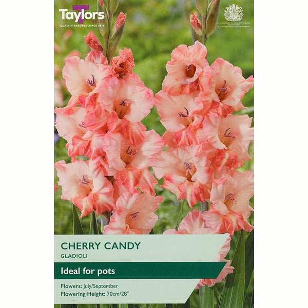 Gladioli ‘Cherry Candy’ with Pretty Pink Flowers (8 Bulbs) image 0