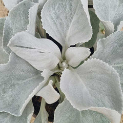 Senecio ‘Angel Wings’ (3-Litre Pot) image 0