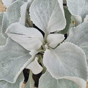 Senecio ‘Angel Wings’ (3-Litre Pot) image 0
