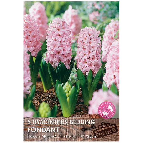 Hyacinth 'Fondant' (5 bulbs) image 0
