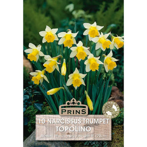 Narcissus 'Topolino' (10 bulbs) image 0