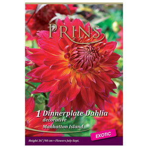 Dahlia Decorative 'Manhattan Island' (1 tuber) image 0