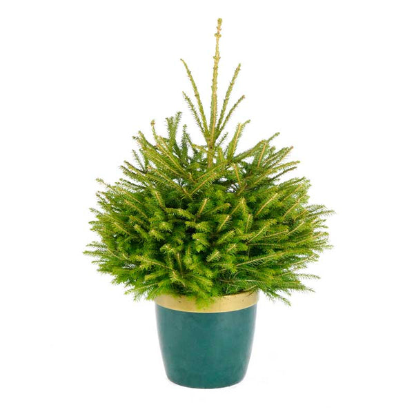Needlefresh Norway Spruce Pot Grown Christmas Tree image 0