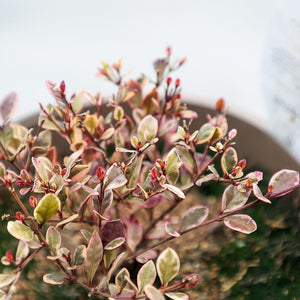 Lophomyrtus ‘Golden Dragon’ (3-Litre Pot) image 0