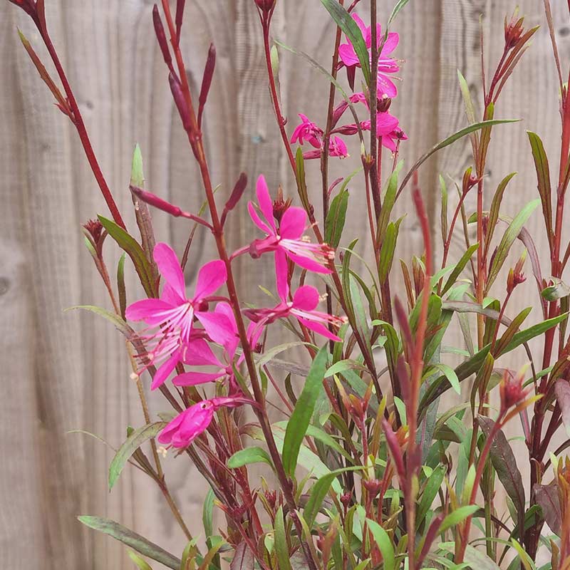 Gaura Steffi Blush Dark Rose (2-Litre Pot) image 0