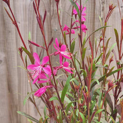 Gaura Steffi Blush Dark Rose (2-Litre Pot) image 0