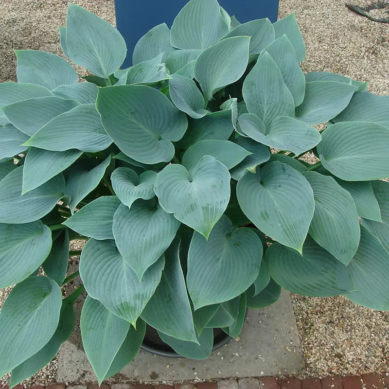 Hosta 'Halcyon' image 0