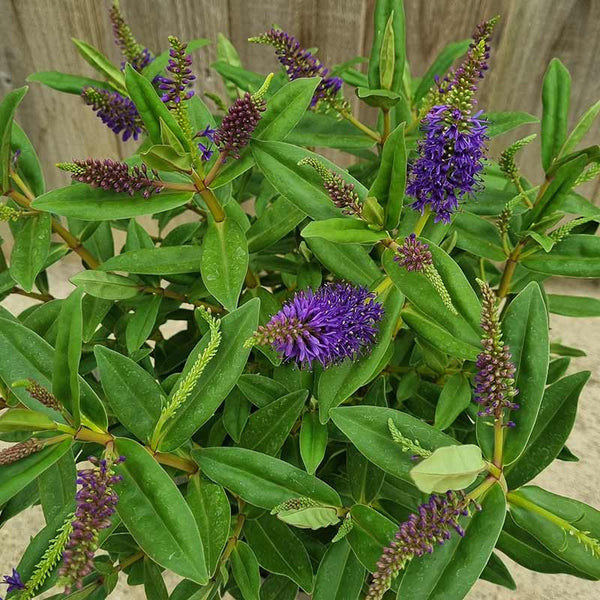 Hebe Addenda® ‘Donna Britta’ (2-Litre Pot) image 1