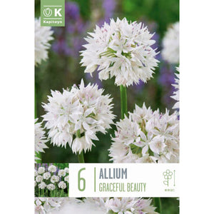 Allium ‘Graceful Beauty’ (6 Bulbs) image 0