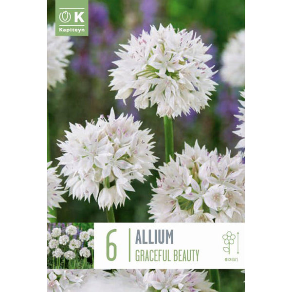 Allium ‘Graceful Beauty’ (6 Bulbs) image 0