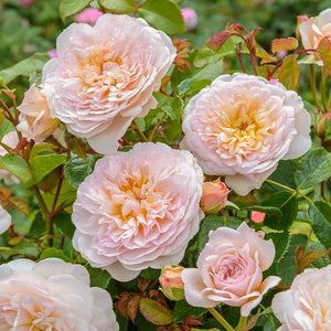 David Austin Emily Brontë® English Shrub Rose (6-Litre Pot) image 1