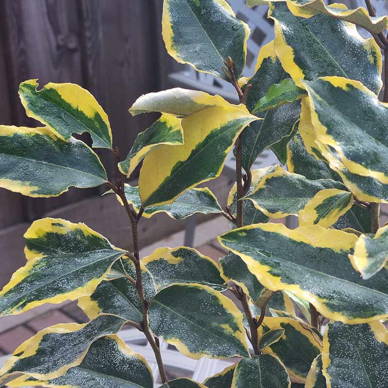 Elaeagnus x ebbingei ‘Viveleg’