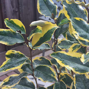 Elaeagnus x ebbingei ‘Viveleg’ Foliage